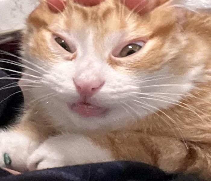 Hình ảnh mặt mèo meme cực bựa, lầy lội