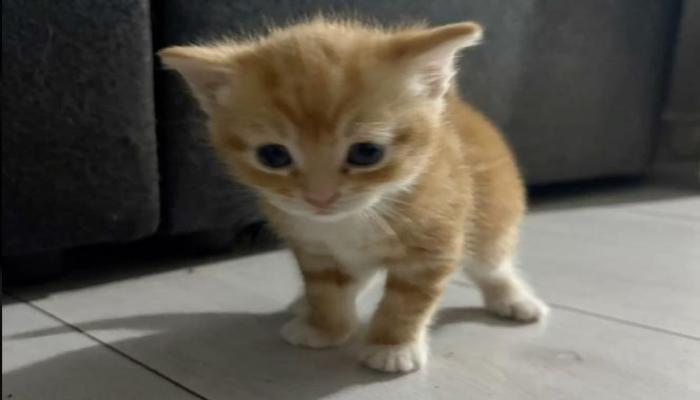 Hình ảnh mèo mướp cute cưng xỉu