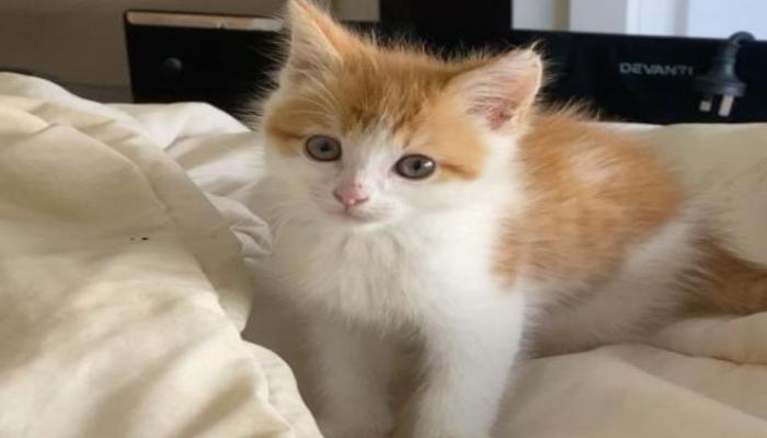 Hình ảnh mèo mướp cute cưng xỉu