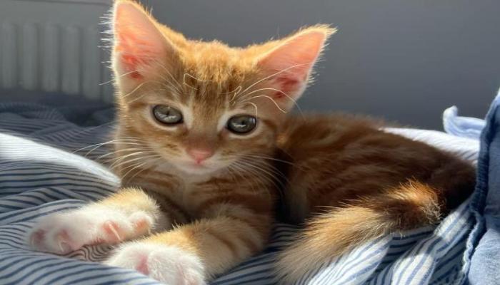Hình ảnh mèo mướp cute cưng xỉu