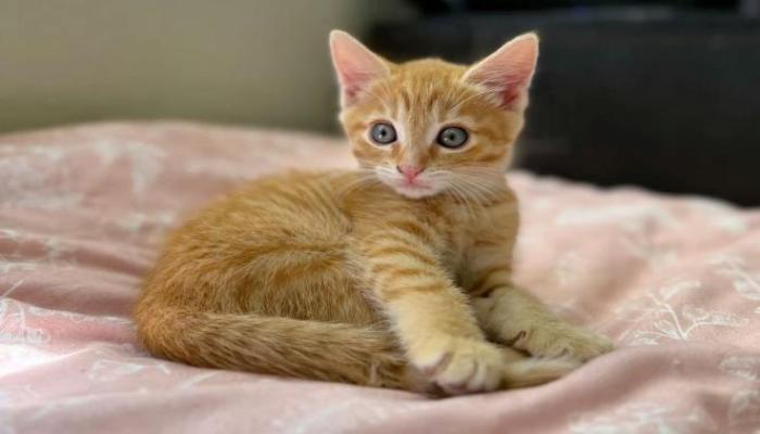 Hình ảnh mèo mướp cute cưng xỉu