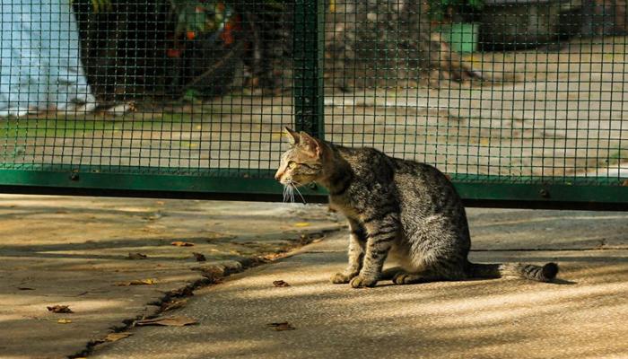 Hình ảnh con mèo mướp đẹp đời thường