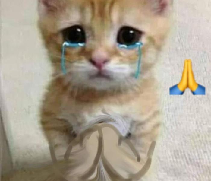 Hình ảnh mèo mướp meme đáng yêu