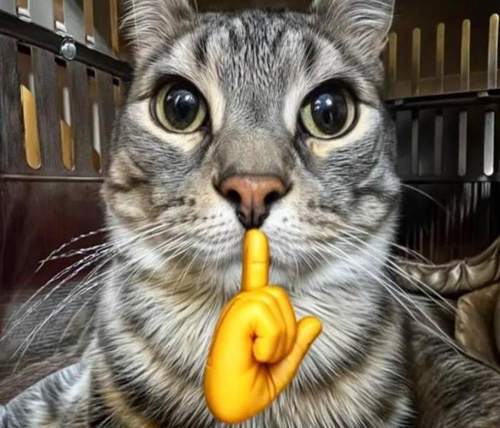Hình ảnh mèo mướp meme đáng yêu