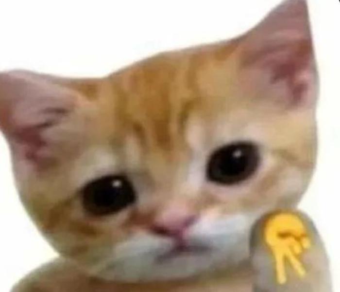 Hình ảnh mèo mướp meme đáng yêu