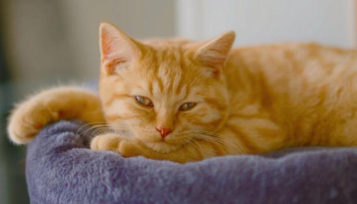 Hình ảnh con mèo mướp đẹp đời thường