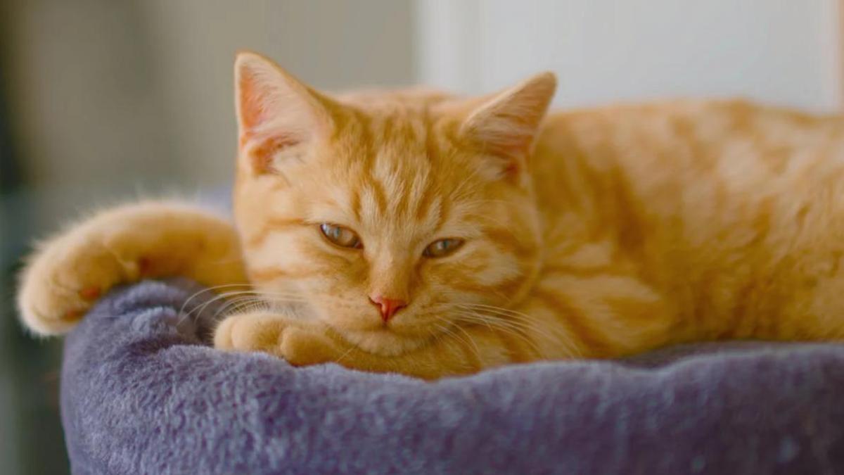 Hình nền mèo ngộ nghĩnh cho máy tính cute