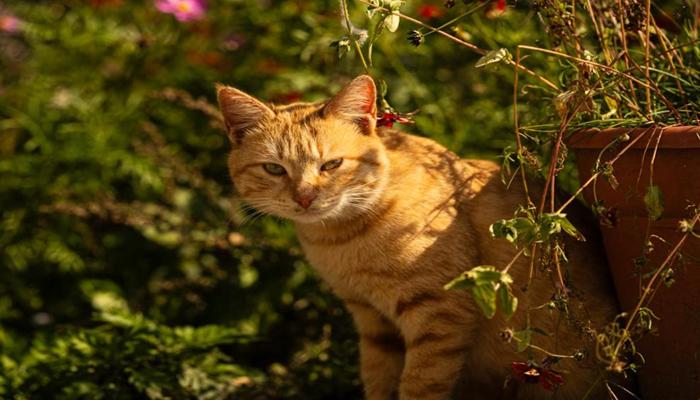 Hình ảnh con mèo mướp đẹp đời thường