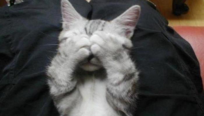 Hình ảnh mèo nằm buồn cute