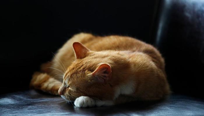 Hình ảnh mèo nằm ngủ đáng yêu