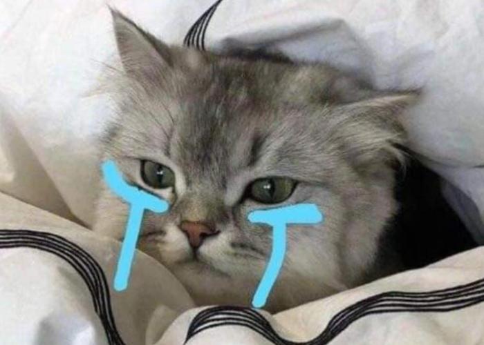 Hình ảnh con mèo nằm khóc