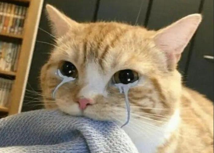 Hình ảnh con mèo nằm khóc