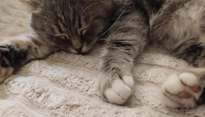 Hình ảnh mèo nằm ngủ cute