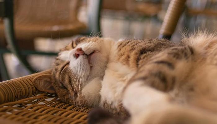 Hình ảnh mèo nằm ngủ cute