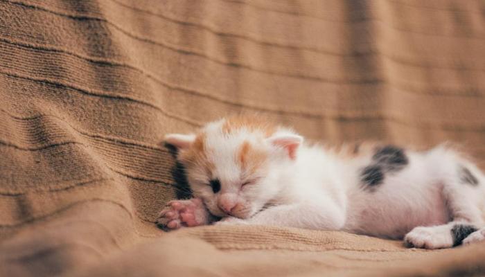 Hình ảnh mèo nằm ngủ cute