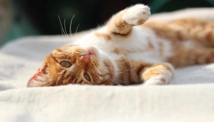 Hình ảnh con mèo nằm ngửa cute