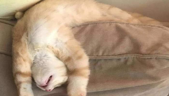 Hình ảnh con mèo nằm ngửa cute