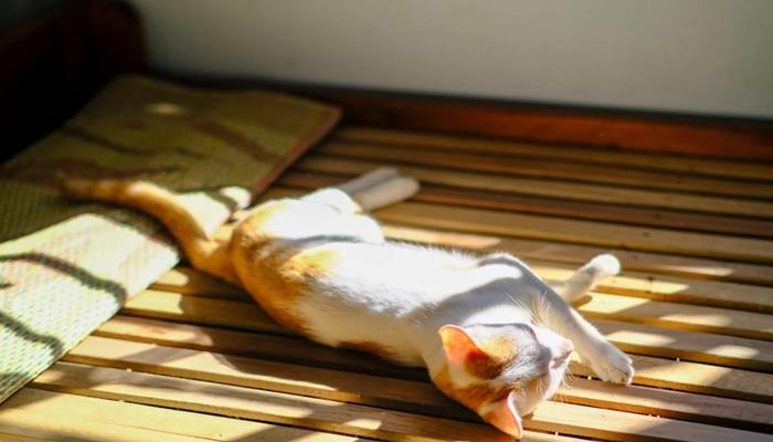 Hình ảnh mèo nằm phơi nắng đáng yêu