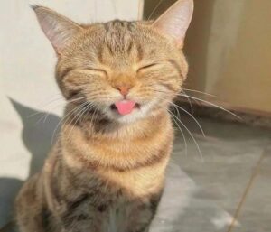 Hình ảnh mèo ngáo ngố cute đáng yêu