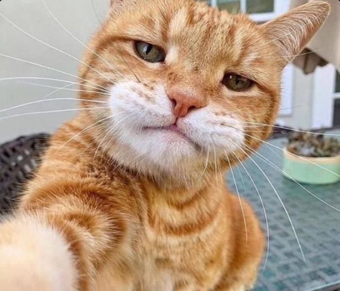 Hình ảnh mèo ngáo ngố cute đáng yêu