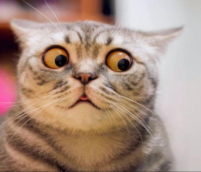 Hình ảnh mèo ngáo ngố bựa meme hài hước