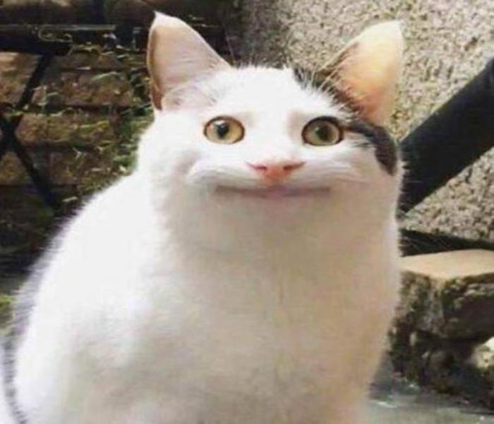 Hình ảnh mèo ngáo ngố bựa meme hài hước