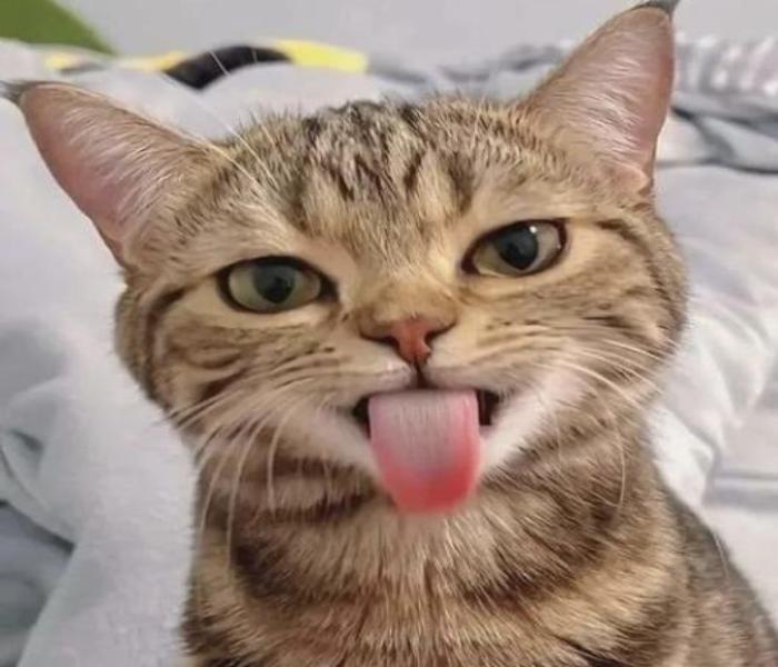 Hình ảnh mèo ngáo cute