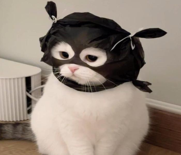 Hình ảnh con mèo ngáo ngố meme gây cười