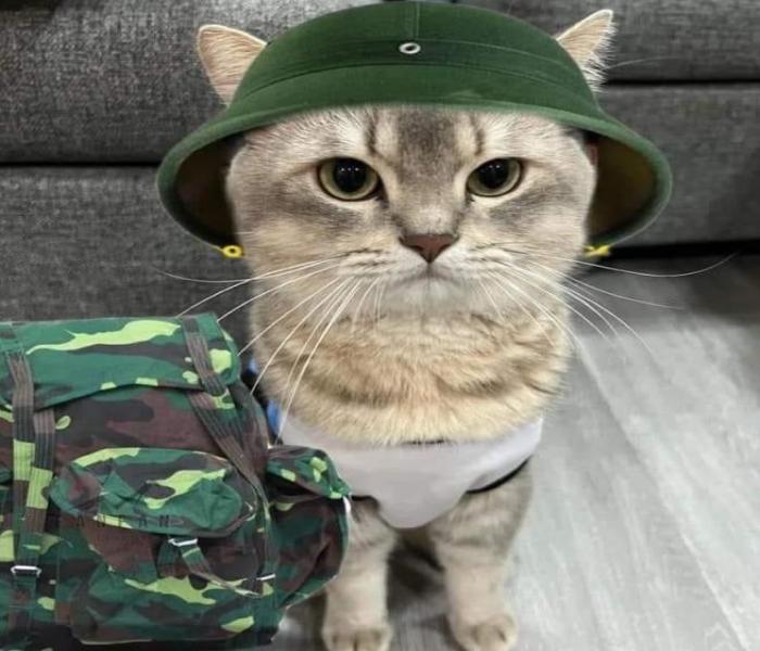Hình ảnh con mèo ngáo ngố meme gây cười