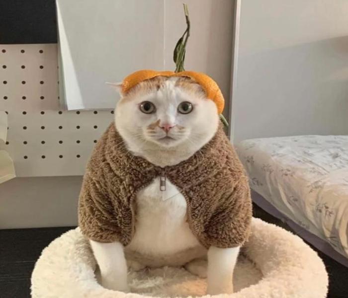 Hình ảnh con mèo ngáo ngố meme gây cười