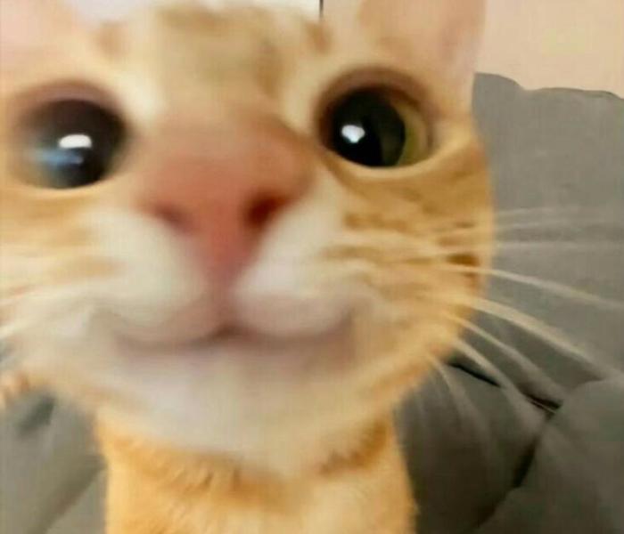 Hình mèo xinh ngộ nghĩnh cute