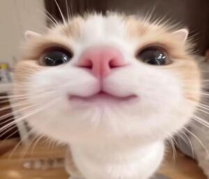 Hình mèo xinh ngộ nghĩnh cute