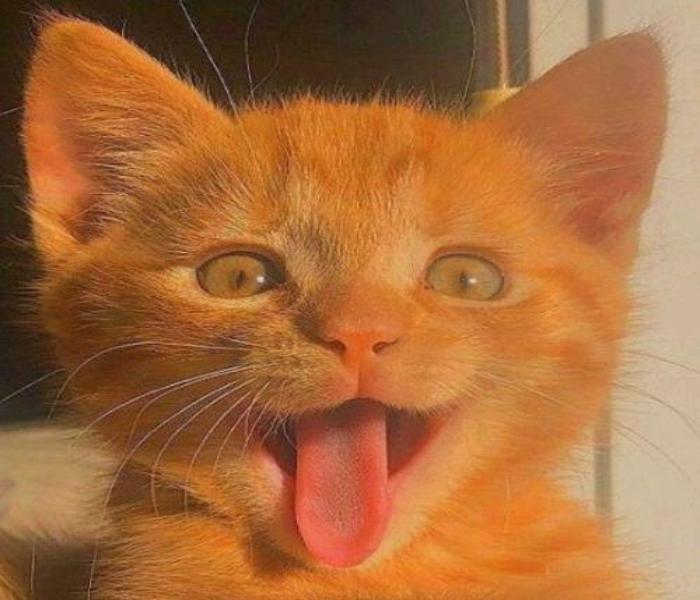 Hình mèo xinh ngộ nghĩnh cute