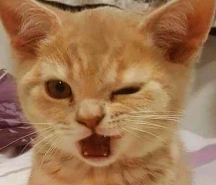 Hình mèo xinh ngộ nghĩnh cute