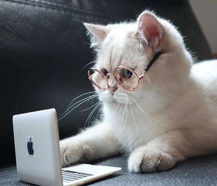 Hình con mèo ngồi máy tính đáng yêu