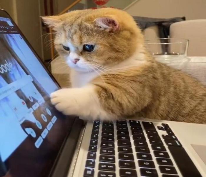Hình con mèo ngồi máy tính đáng yêu