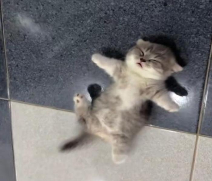 Hình ảnh mèo lười ngủ meme đáng yêu hài hước