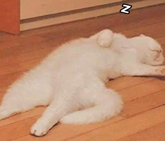 Hình ảnh mèo lười ngủ meme đáng yêu hài hước