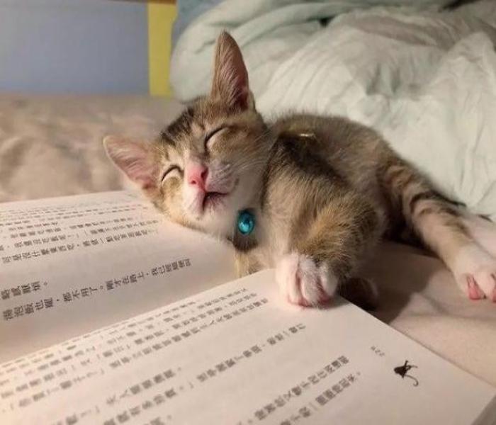 Hình ảnh mèo lười ngủ meme đáng yêu hài hước