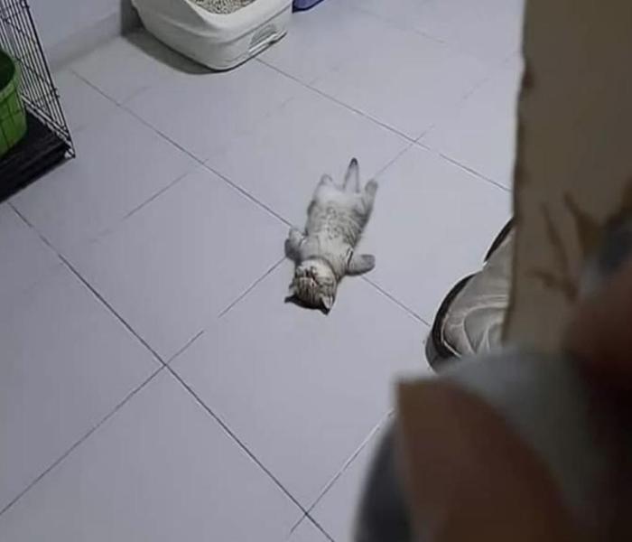 Hình ảnh mèo lười ngủ meme đáng yêu hài hước