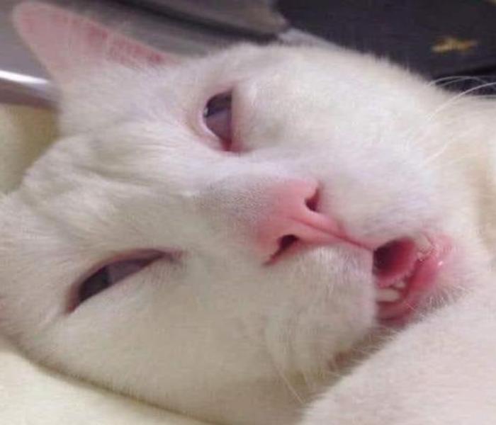 Hình ảnh mèo lười ngủ meme đáng yêu hài hước