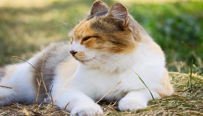 Hình ảnh con mèo tam thể đời thường đáng yêu