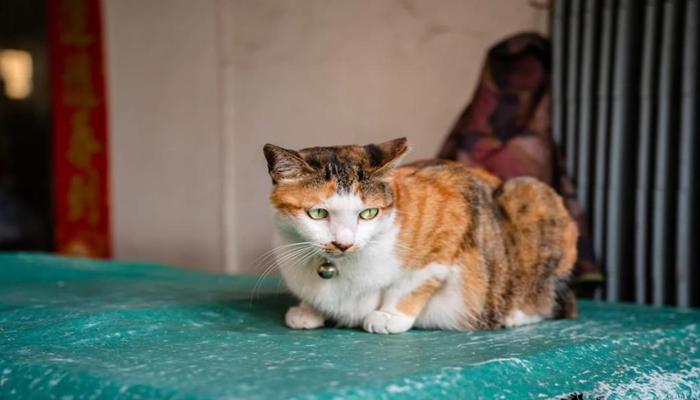 Hình ảnh con mèo tam thể đời thường đáng yêu
