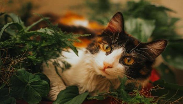 Hình ảnh con mèo tam thể đời thường đáng yêu