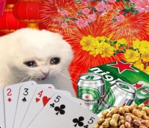 Hình avatar ảnh mèo tết meme đáng yêu