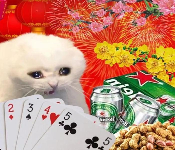 Hình avatar ảnh mèo tết meme đáng yêu
