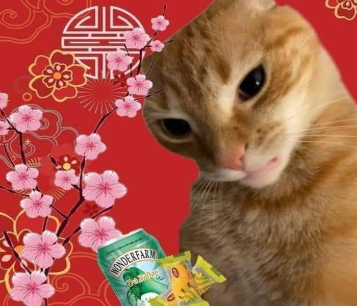 Hình avatar ảnh mèo tết meme đáng yêu