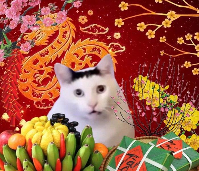 Hình avatar ảnh mèo tết meme đáng yêu
