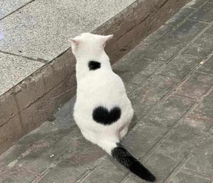 Ảnh mèo trái tim cute