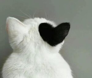 Hình ảnh mèo trái tim dễ thương xỉu